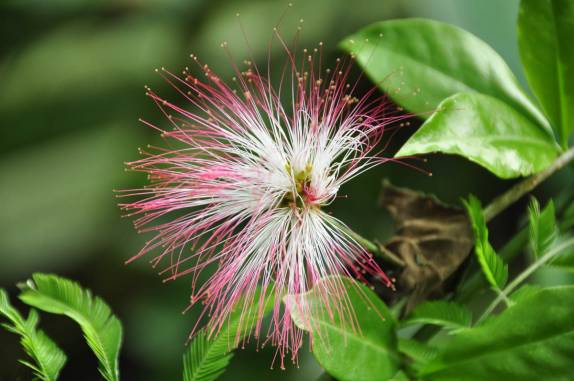 muitas flores no Parque do Turvo, na fronteira entre Brasil e Argentina, no município de Derrubadas, no Rio Grande do Sul